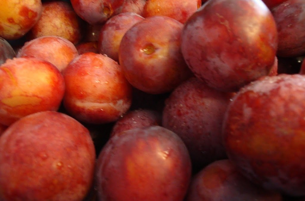 Plum Season